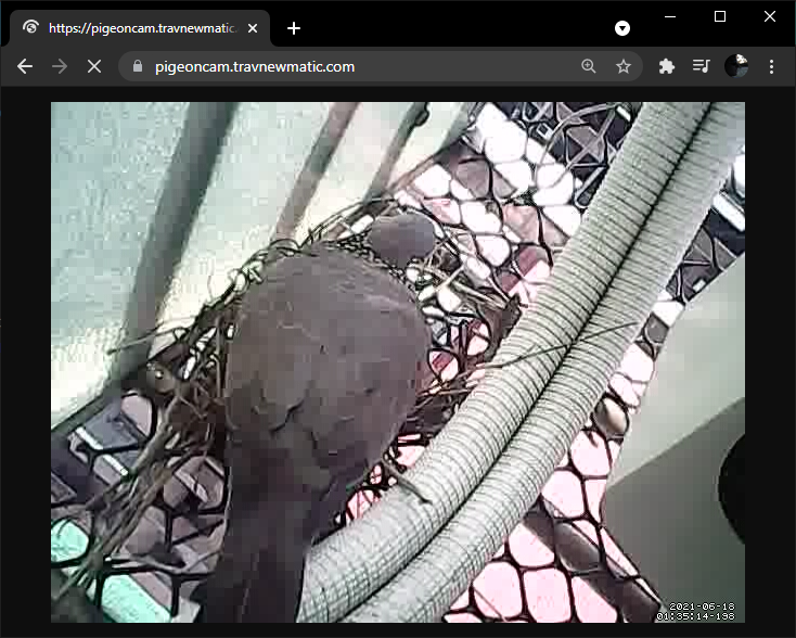 Bird Nest Webcam
