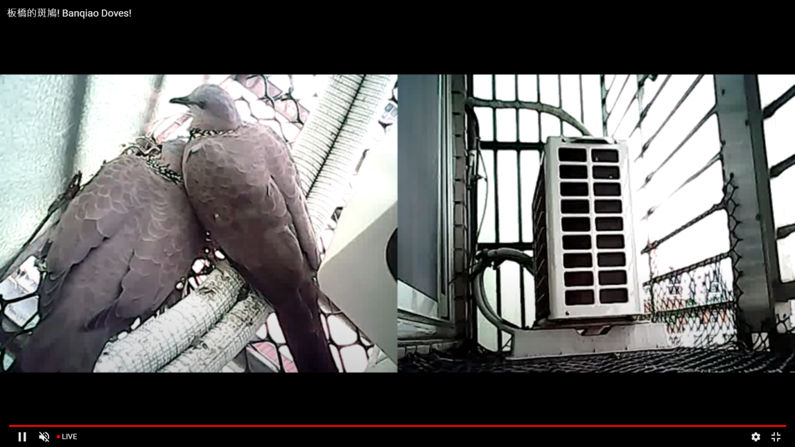 Bird Nest Webcam (cont.)